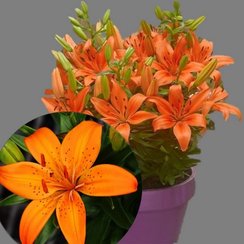 Lilium asiatic 'FantAsiatic Orange' - Aasia liilia 'FantAsiatic Orange' C1/1L